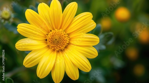 Close up of beautiful yellow chamomile flower on natural floral background