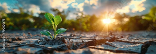 Plant Sprouts in Front of the Sun