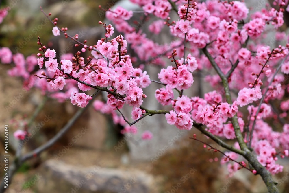 Obraz premium 봄에 피는 꽆, 홍매화