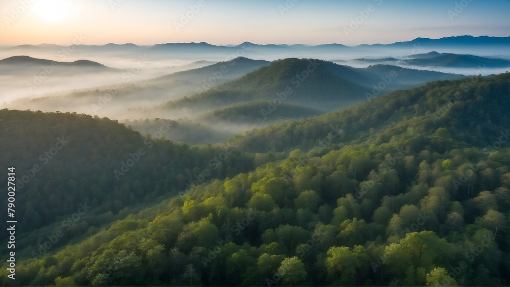 Obraz premium Aerial view of misty forest at misty morning 
