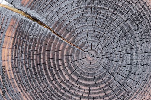 Concentric growth rings in the body of the cedar tree