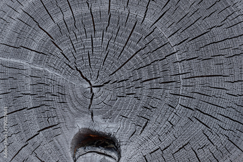 Burnt acacia tree with detailed growth rings and cracks on its cross section structure. Wood grain