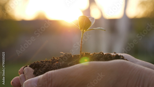 Fotografie Hands palms gardener together hold fertile mud soil with young green tree sapling