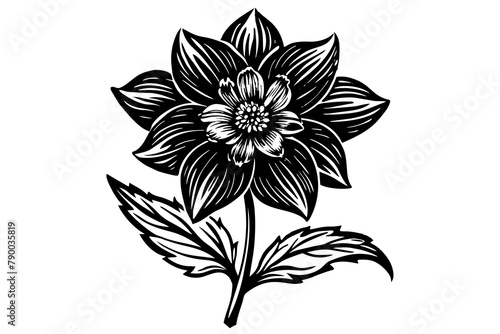 Delphinium vector silhouette 