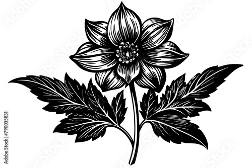 Delphinium vector silhouette 