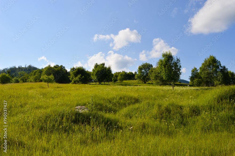 Rural landscape in springtime, messy meadow near the forest, in Gorski kotar, Croatia