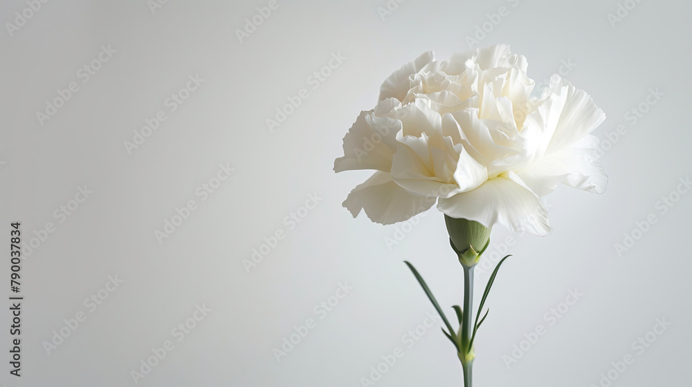 Pristine White Carnation Flower Standing Out on a Pure White Background Pristine White Carnation Flower Standing Out on a Pure White Background