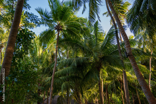 Palm trees in a dense green forest.