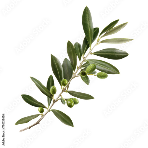 Olive Branch of Baroque Art isolated on transparent png.