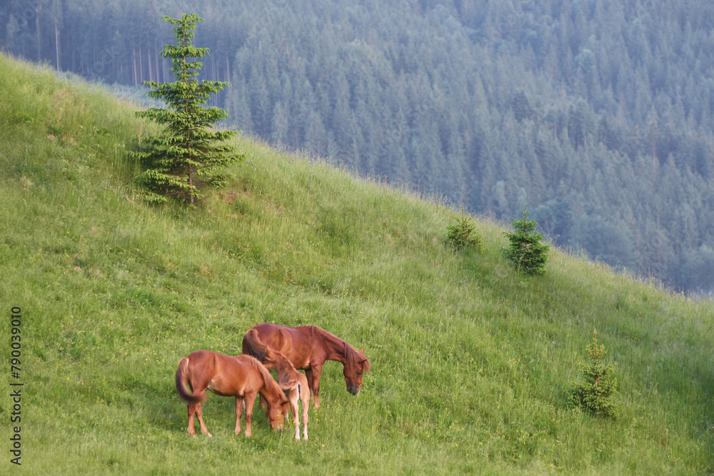 Naklejka premium Several red horses and a foal graze on the hillside. Use of horses for rural work.