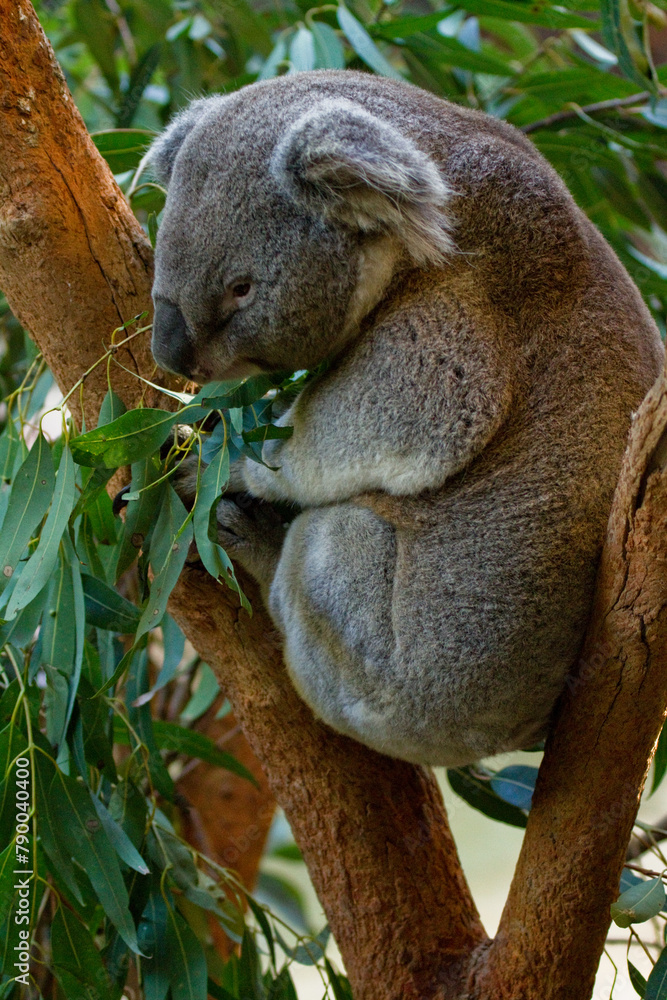 Fototapeta premium Native Koala, Phascolarctos cinereus, feeding on eucalyptus leaves in a tree, Australia