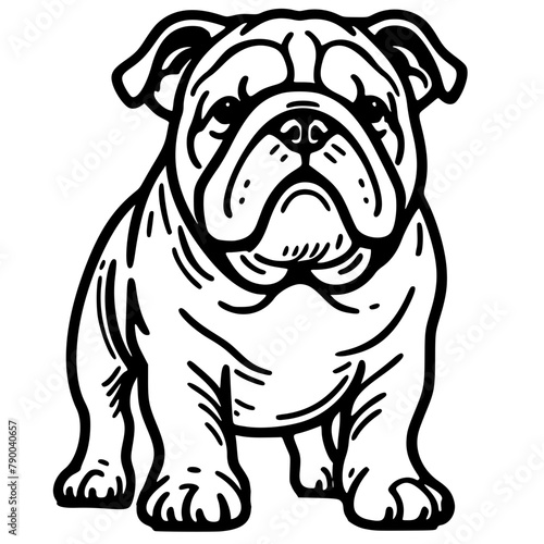 English bulldog puppy hand drawn illustraton