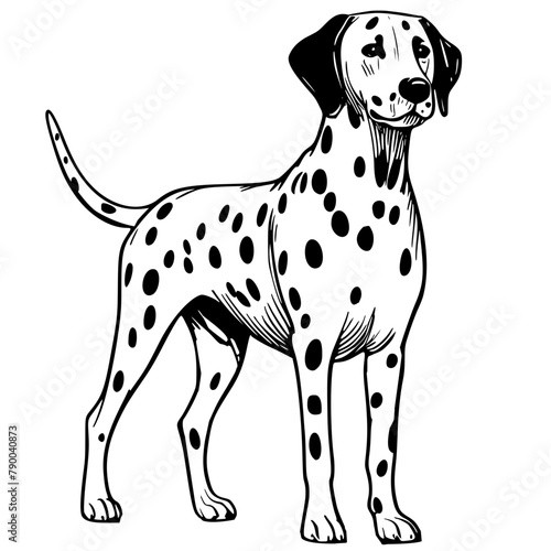 Dalmatian dog illustration 