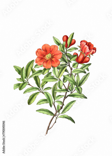 Flower illustration: Pomegranate. Blooming Medicinal Plant.