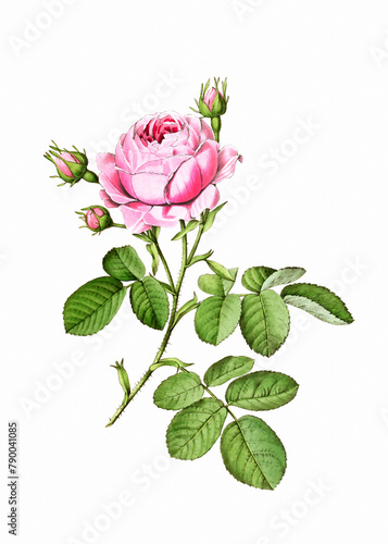 Flower illustration: Cabbage Rose. Blooming Medicinal Plant.