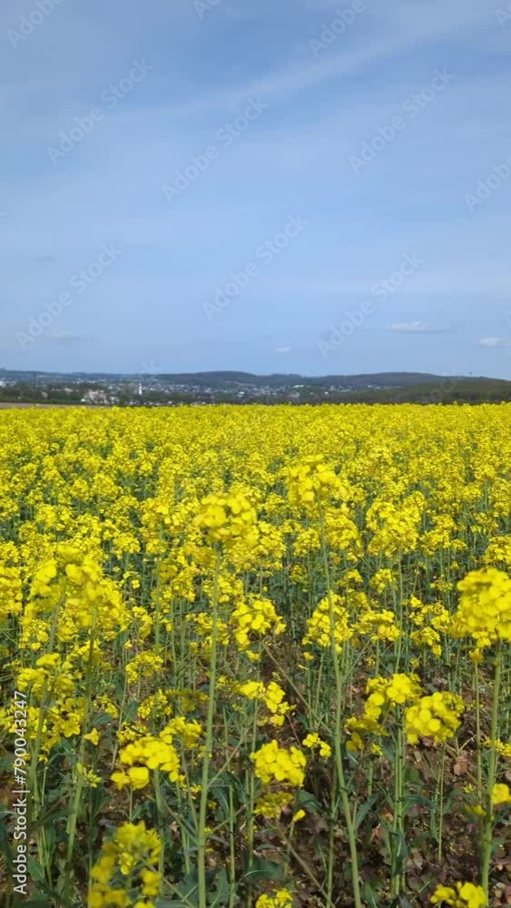 Flowering canola or rapeseed field Flowering canola or rapeseed field