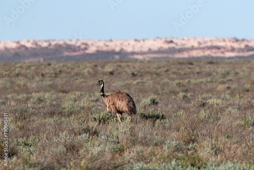 Canvas-taulu Emu foraging in grassland desert at mungo national park , NSW, Outback, Australi