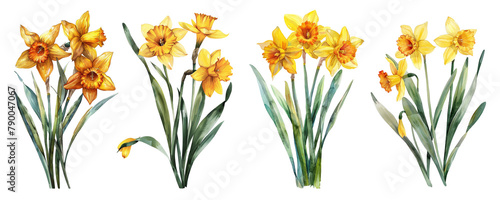 Watercolor daffodil set on transparent background. 
