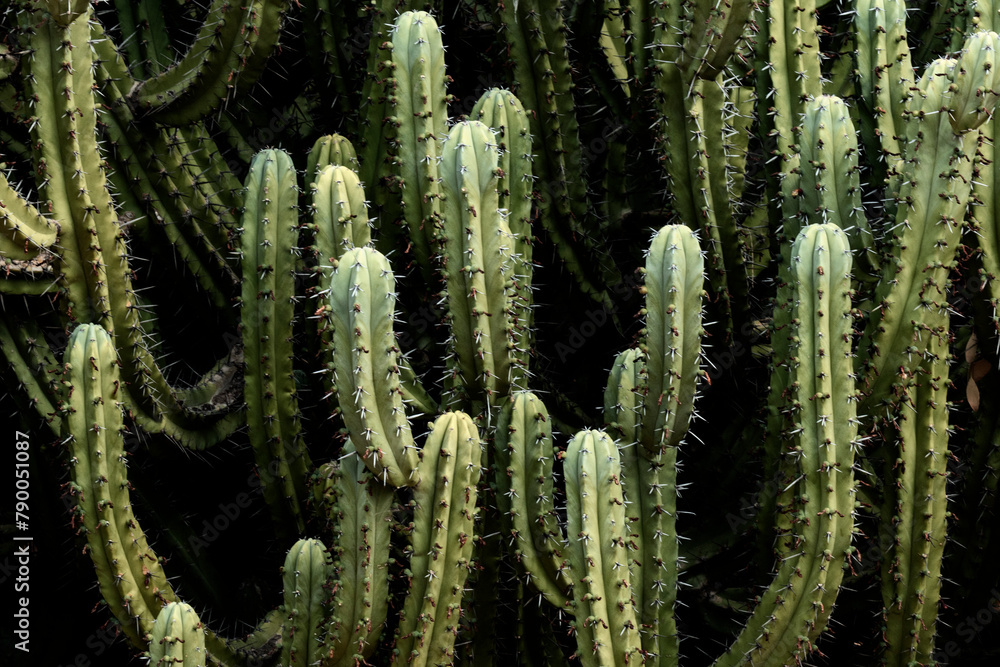 Cactus with spikes/spines from lightning ridges cactus garden, NSW Australia Cactus with spikes/spines from lightning ridges cactus garden, NSW Australia
