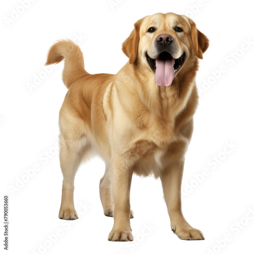 happy golden retriever puppy isolated on transparent background cutout
