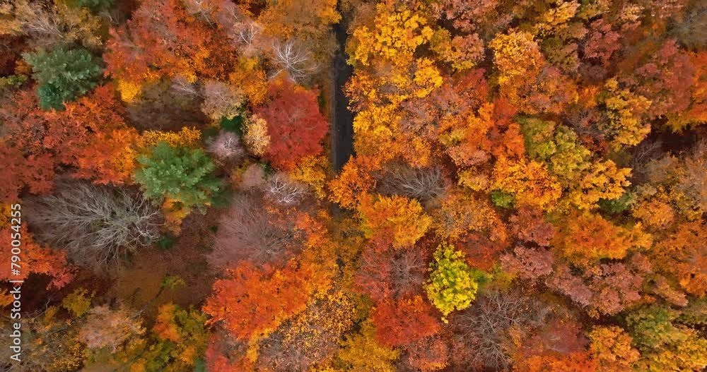 Autumn in the forest divided with black asphalt road. Autumn in the forest divided with black asphalt road.