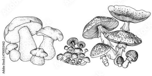 Vector set of mushroom bushes. Fly agaric, honey mushroom, porcini mushroom in engraving style