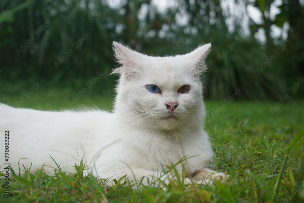 white cat that has different eyes, blue and yellow. white cat that has different eyes, blue and yellow.