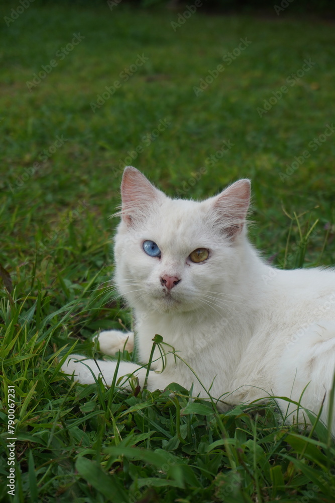 white cat that has different eyes, blue and yellow. white cat that has different eyes, blue and yellow.