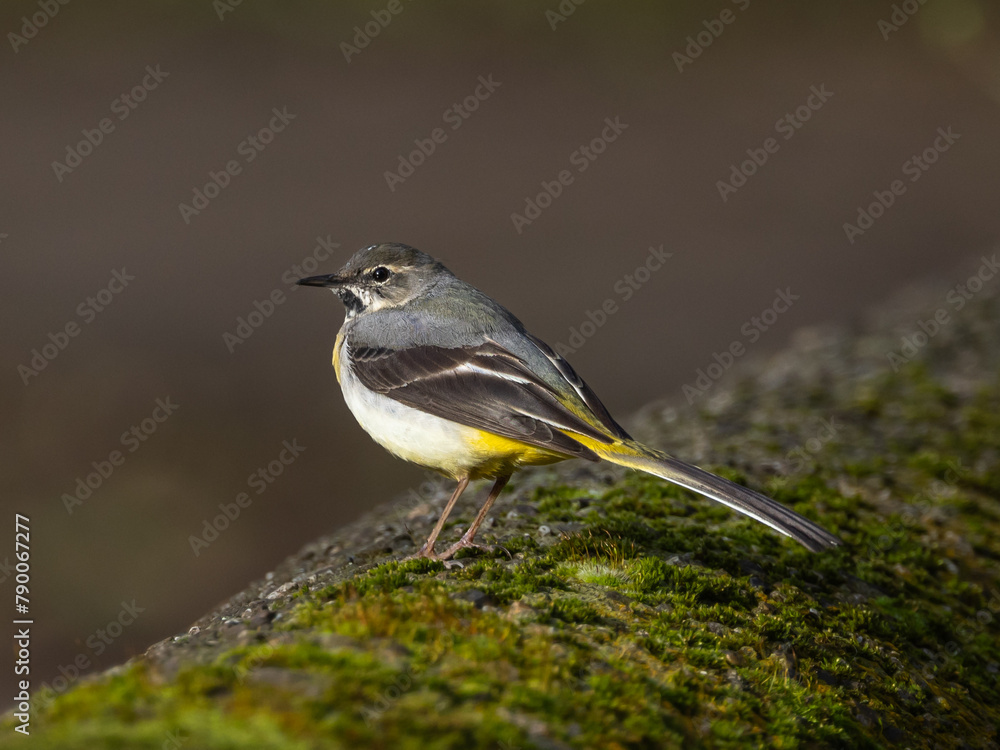 Grey wagtail    Motacilla cinerea