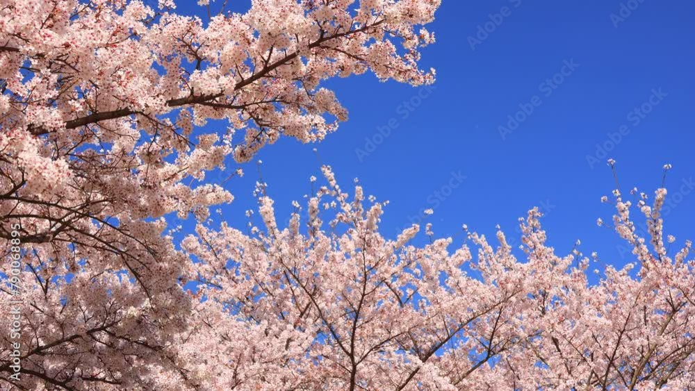 Cherry blossoms swaying in the wind and blue sky Cherry blossoms swaying in the wind and blue sky