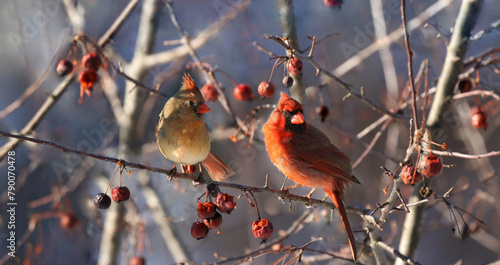 couple of cardinal in nature 