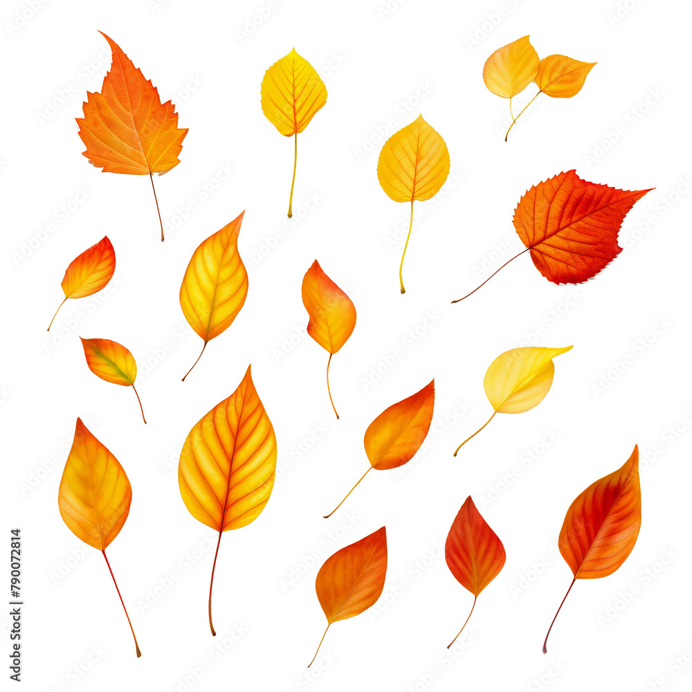 Fototapeta premium An array of fall leaves, showcasing a vibrant gradient from golden yellow to deep rust, methodically aligned on a pristine white surface, top view capture, watercolor, transparent