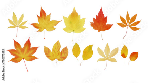 An array of fall leaves, showcasing a vibrant gradient from golden yellow to deep rust, methodically aligned on a pristine white surface, top view capture, watercolor, transparent
