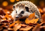 Adorable Hedgehog Curled Up in Fall Leaves