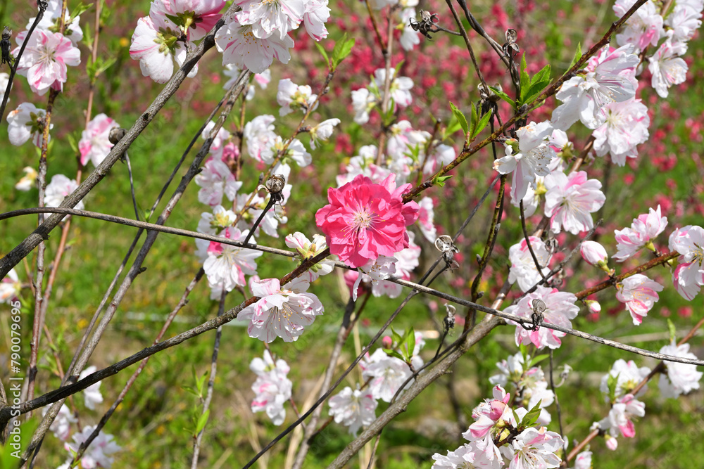 Naklejka premium 赤い花桃の花