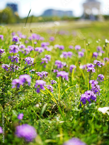 flowers in the field