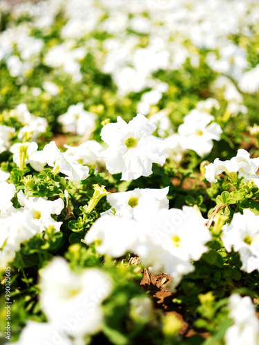 white flowers on green background