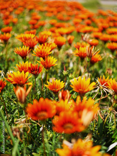 orange chrysanthemum flower