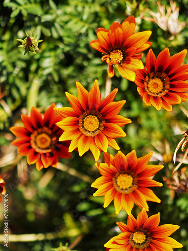 orange and yellow chrysanthemum