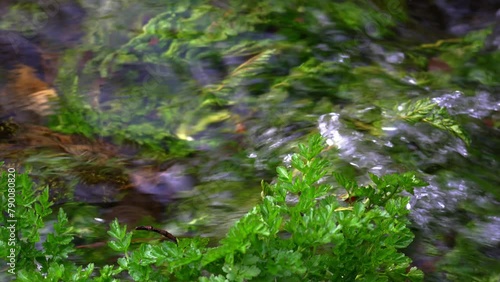 A stream of crystal clear and pure water that comes down from the mountain and passes between the plants and stones. photo