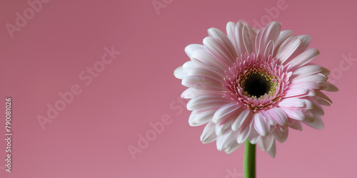 Pink gerber flower. AI generated art illustration. © Fire
