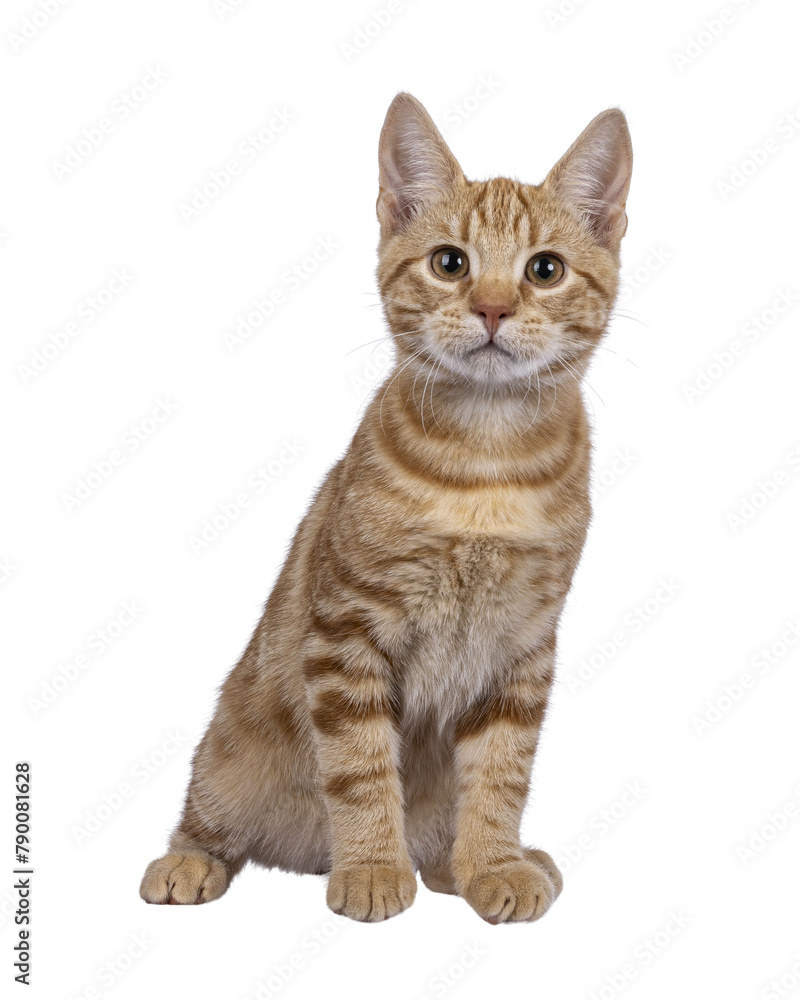 Adorable European Shorthair cat kitten, sitting up facing front. Looking straight towards camera. Isolated cutout on a transparent background.