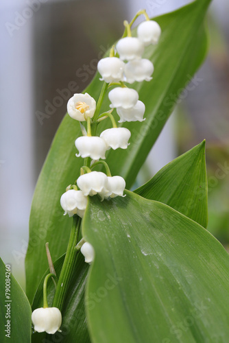 Blooming lily-of-the-valley in sunny April
