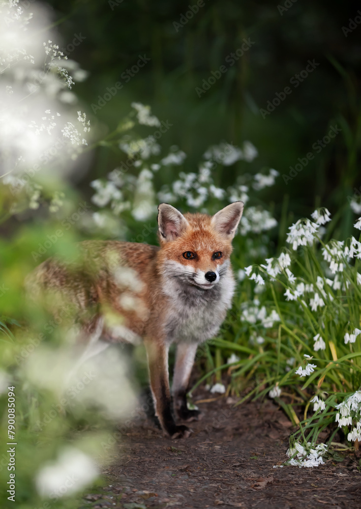 Fototapeta premium Red fox amongst white variety bluebells in spring