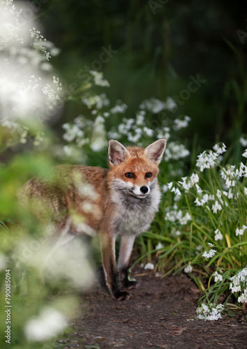 Canvastavla Red fox amongst white variety bluebells in spring