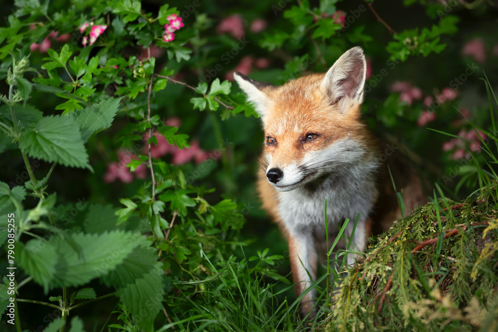 Fototapeta premium Portrait of a red fox cub in a meadow