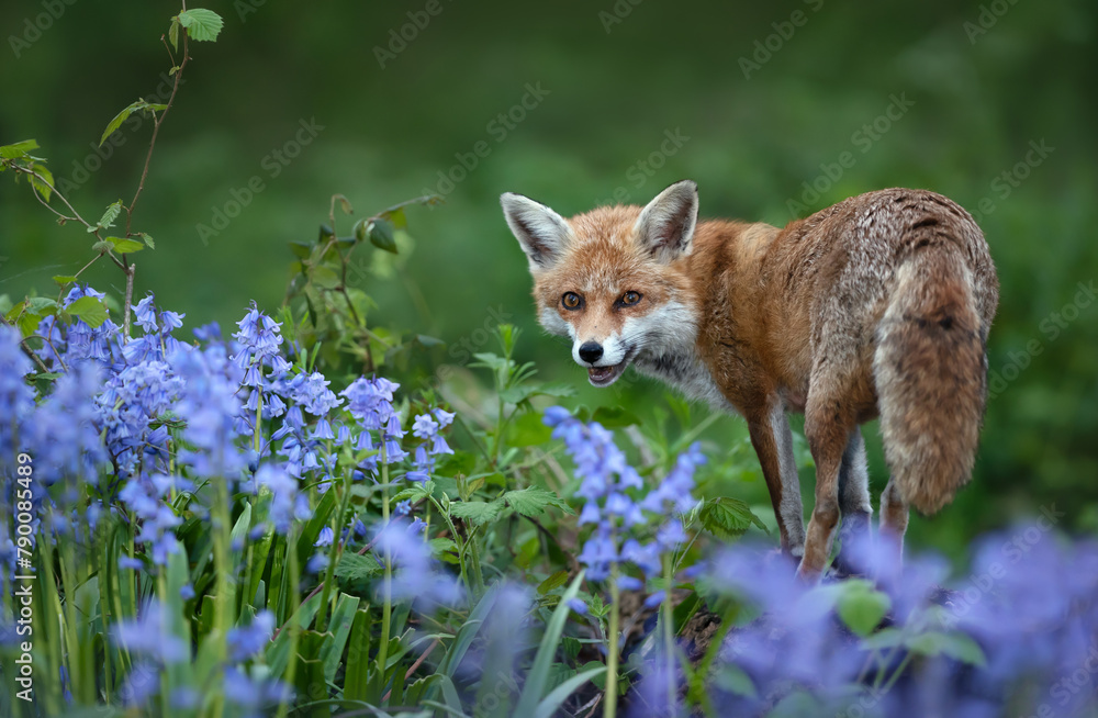 Fototapeta premium Portrait of a red fox amongst bluebells in spring