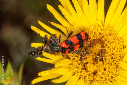 Zottiger Bienenkäfer, Trichodes alvearius, Mont Ventoux, Provence, Frankreich, 20.06.2023 photo