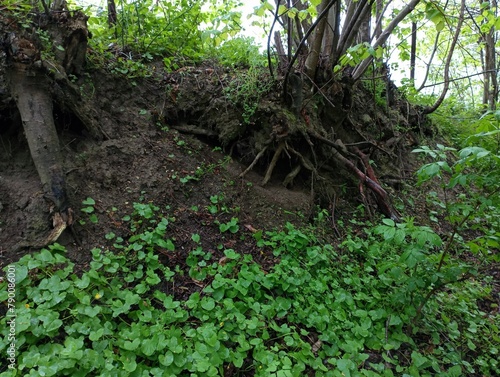 The root system of a tree washed by rain on a slope near the bed of a small stream overgrown with green grass plants.