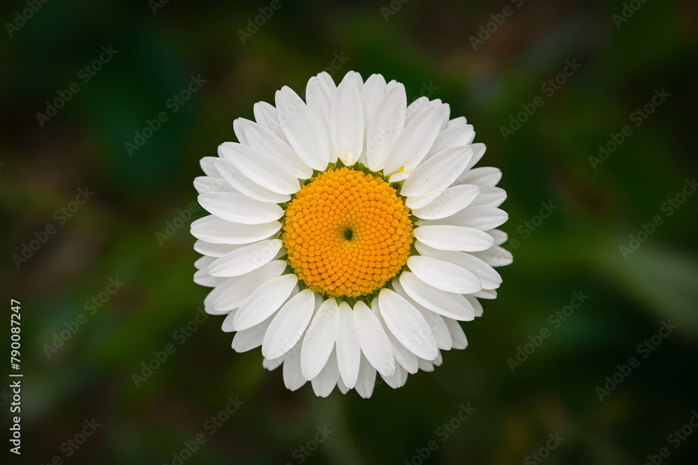 Fototapeta premium daisy flower